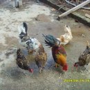 관상농장 이미지