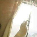 냥이의꿈 이미지