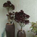 인수다육 이미지