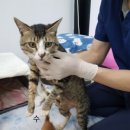 대정동물병원 이미지