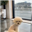 즐거운애견미용실 이미지