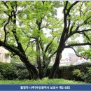 괴정동 회화나무 소공원 | [사하이야기] 역사를 품은 힐링공간, 부산 사하구 괴정동 회화나무 샘터공원
