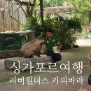 여행 2일차 자유여행 싱가포르동물원 리버원더스 래서판다 판다 실물후기 카피바라 공연 대식가 새우볶음면