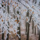 아이스 카카오 검색결과