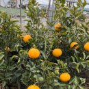 지오아라 이미지