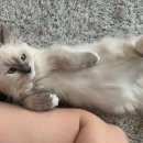 봄날동물의료센터 이미지