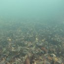 7/18 핫핑크돌핀스는 강정천 일대 해양환경 탐사에 나섰습니다 이미지