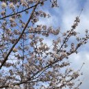 안다로미 이미지