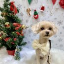 마미펫살롱 이미지