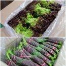 제일야채상회 이미지