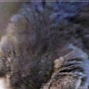 강남고양이분양 호야캣 이미지