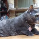 애플펫 동물병원 이미지