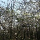 남산 산책로 이미지