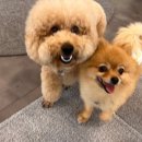 독 블레스 유 이미지