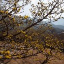 구례산수유