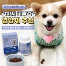 강아지 피부건강 영양제 추천 | 닥터독 베츠초이스 뉴트리션 S+ 후기 🐶