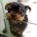 딱지애견샵 이미지