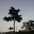 소나무풍경 이미지