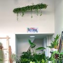 데일리플랜츠