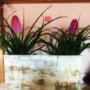 짱다육