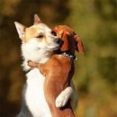 개팔자 상팔자 이미지