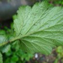 조양초등학교 이미지