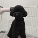 은봉애견 이미지