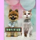 영블리 펫살롱 이미지