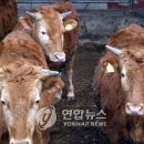 태백시한우연구회