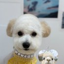 피카소 동물병원 미용 이미지