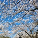 왕인박사유적지 봉선대 | 영암 영암왕인문화축제 벚꽃 주차 꿀팁 총정리｜왕인박사유적지 벚꽃 실시간 후기