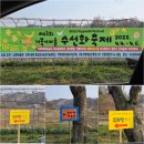 지게마을 | 2025 4월 꽃구경 가볼만한곳 충남 여행 홍성 거북이마을 수선화 축제 방문 후기