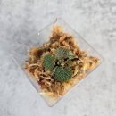 리라화원