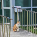 무주읍148 | 5월 무주+대전여행 Day3 - 덕유산국립공원/무주양수발전소/무주 향로산 자연휴양림 모노레일/백리향...