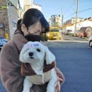 유앤독 | 대전 애견용품쇼핑몰에서 강아지겨울옷 준비했어요^^