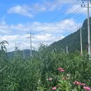 봉황숯불가든 이미지