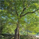 2025년08월20일 (경남하동) 지리산 서산대사길(의신옛길) 및 대성골 계곡 트레킹 이미지