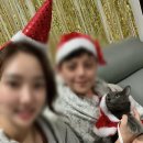 천우메디칼 | 고양이복막염 치료 7주차 후기 경과보고