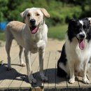 개두방정 이미지