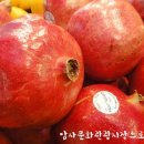 초록과일