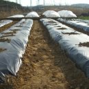 민용농장 이미지