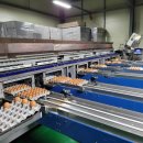 횡성양계 이미지