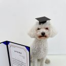 가치있개 반려견 유치원 이미지