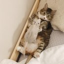 햄튜브