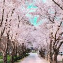 그날, 꽃피는 청춘 이미지