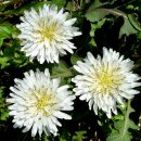 하얀민들레 이미지