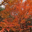 전주 건지산의 단풍 이미지