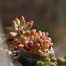 통통이네 이미지