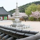 은해사 벚꽃길 이미지