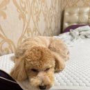 천사 펫하우스 이미지